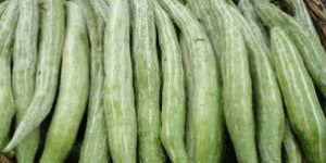 Snake Gourd