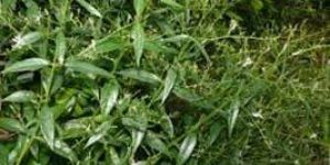 Andrograpshis Paniculata