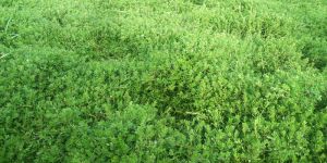 Bacopa Monnieri Plant