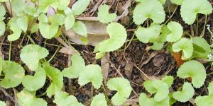 Centella Asiatica Plant