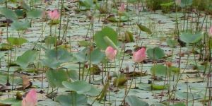 Nelumbo Nucifera Plant
