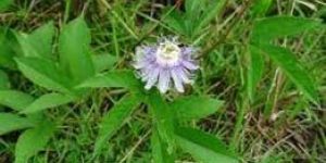 Passiflora Incarnata