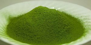 Dehydrated Coriander Powder