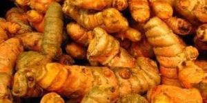 Turmeric Finger