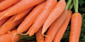 Fresh Carrot