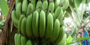Green Banana