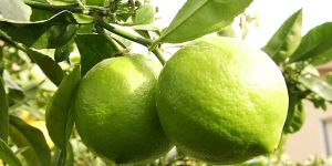 Green Lemon