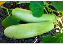 Fresh Bottle Gourd
