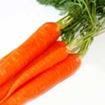 Fresh Carrots