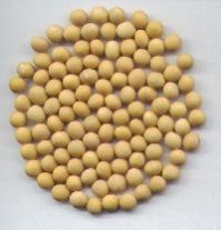 Soya Bean Seeds
