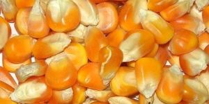 Yellow Maize Seeds