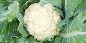 Fresh Cauliflower