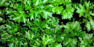 Fresh Coriander Leaves