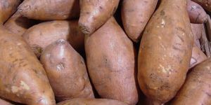 Sweet Potato