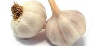 Garlic