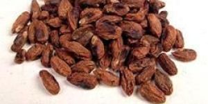 Neem Seed