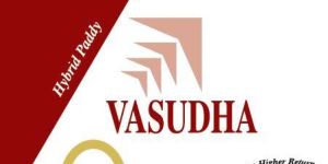 Vasudha Hybrid Paddy Seeds