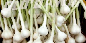 Fresh Garlic