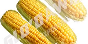 Yellow Maize Seeds