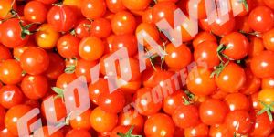 Fresh Tomato