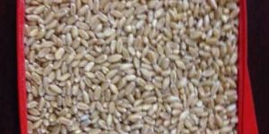 Wheat