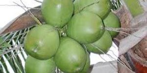 Tender Coconut