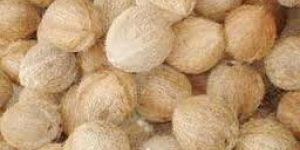 Semi Husked Coconuts