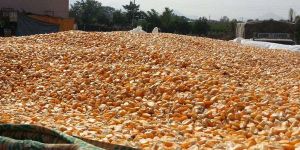 Yellow Maize Seeds