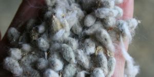 Cotton Seeds