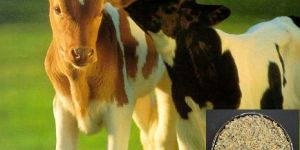 Guar Korma for Growing Calves