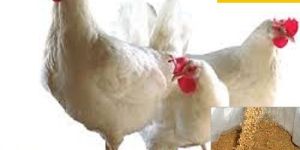 Guar Korma for Poultry