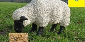 Guar Korma for Sheep Feed