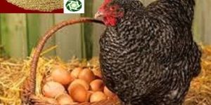 Poultry Churi Guar