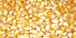 Yellow Maize