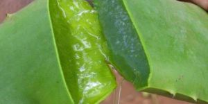 Aloe Vera Leaves