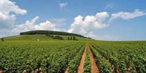 Horticulture Plantation Projects