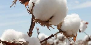 Raw Cotton