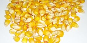 Yellow Maize Seeds