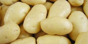 Fresh Potato