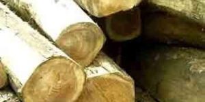 Teak Wood Logs