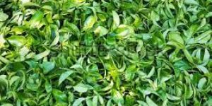 Green Tea Leaves