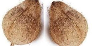 Indian Semi Husked Coconuts
