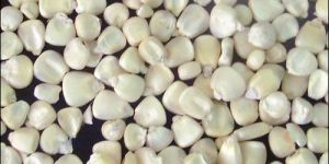 Animal Feed Maize