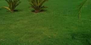 Field Grass Plantation