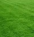 Turf Grass Supplier