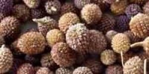 Gorakhmundi (Sphaeranthus Indicus)