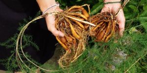 Shatavari - Asparagus Racemosus