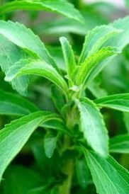 Stevia Leave