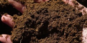 Organic Fertilizer