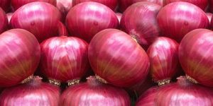 Fresh Red Onion
